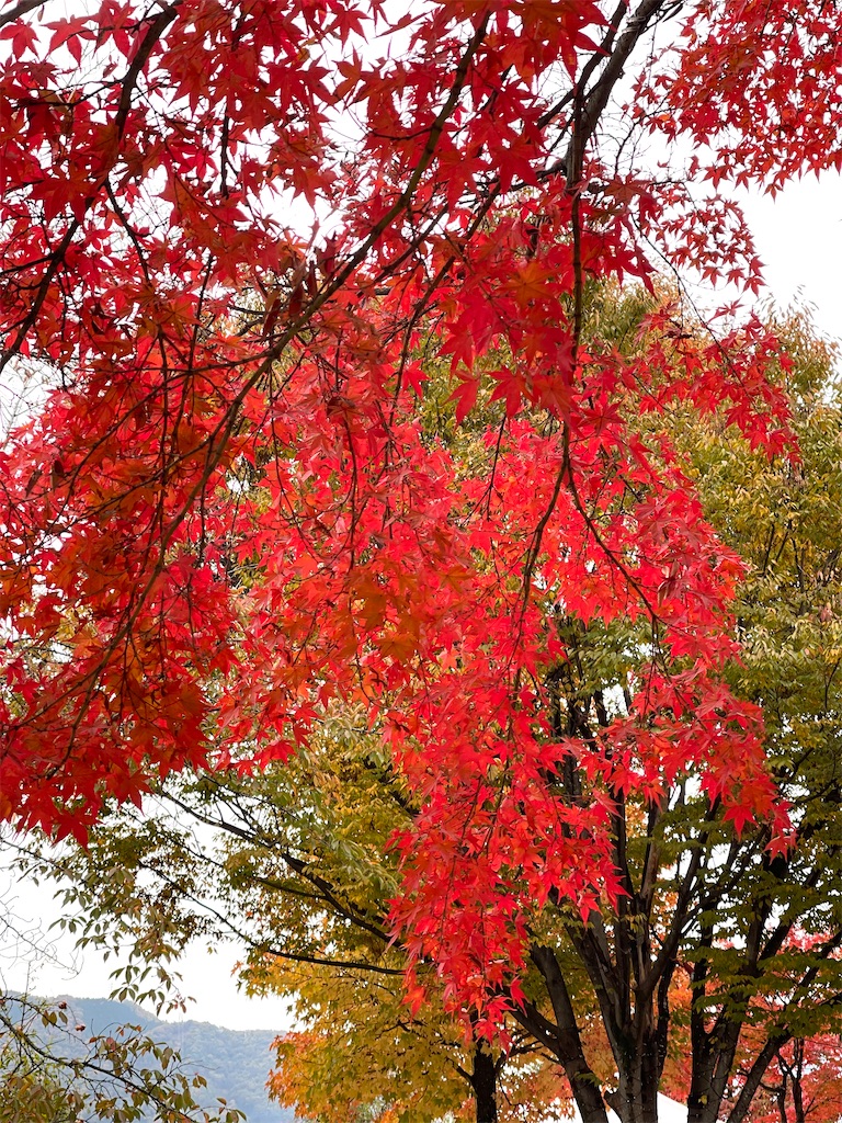 f:id:mlc510:20260302072030j:image