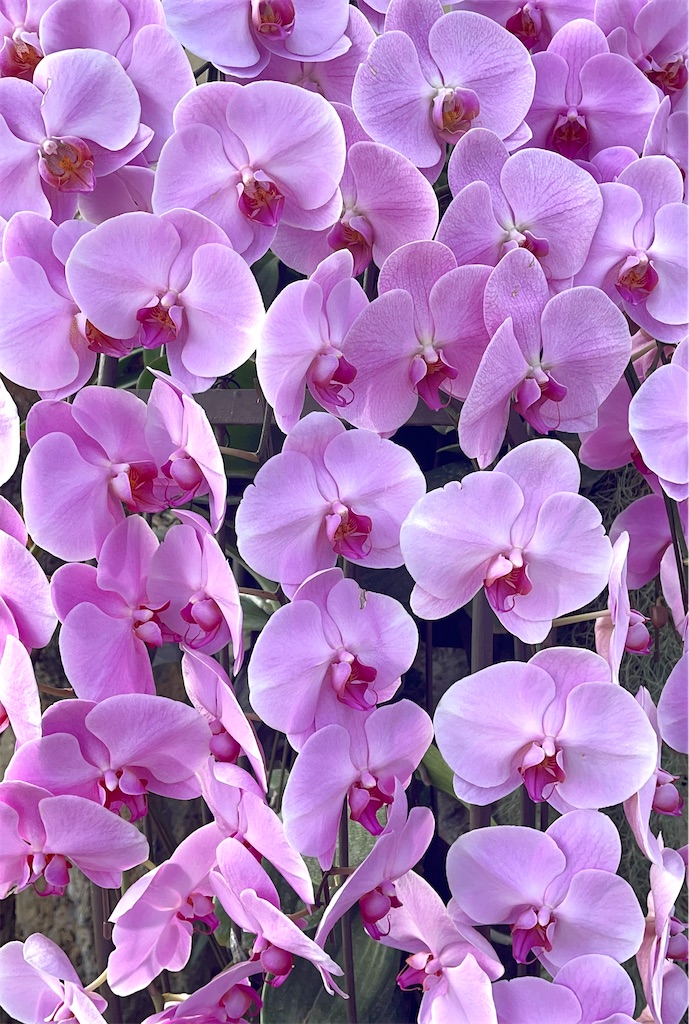 f:id:mlc510:20260302072123j:image