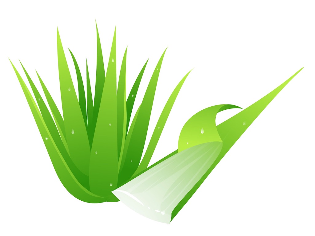 アトピー にアロエやアロエクリームを使った感想 とあるアトピー患者の思うこと