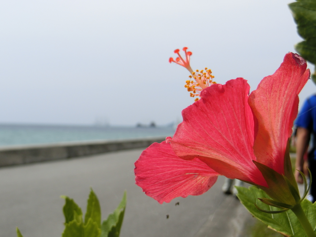 f:id:mlginga:20190113194227j:plain f:id:mlginga:20190113194227j:plain