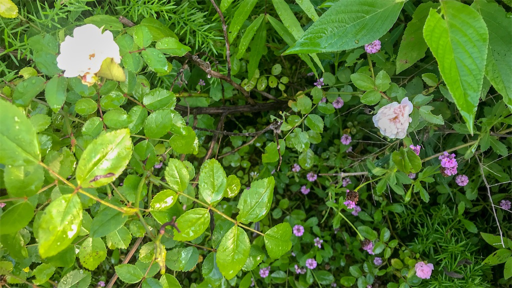 f:id:mlittle:20210709072840j:plain