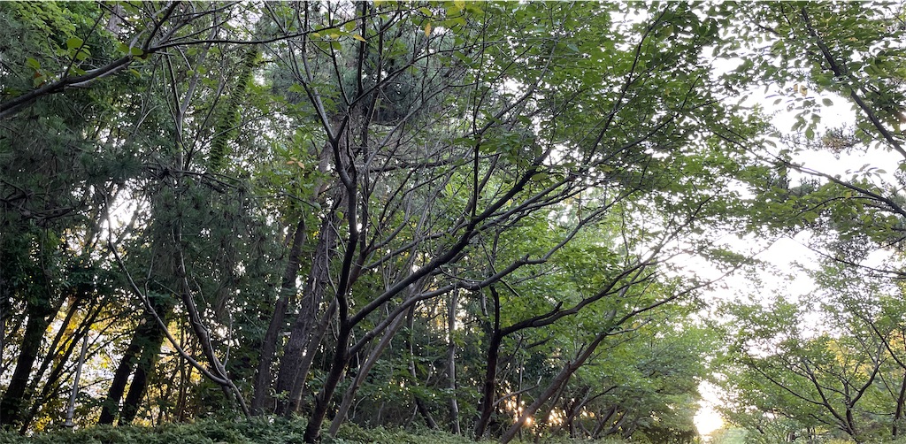 f:id:mlittle:20210718075851j:plain