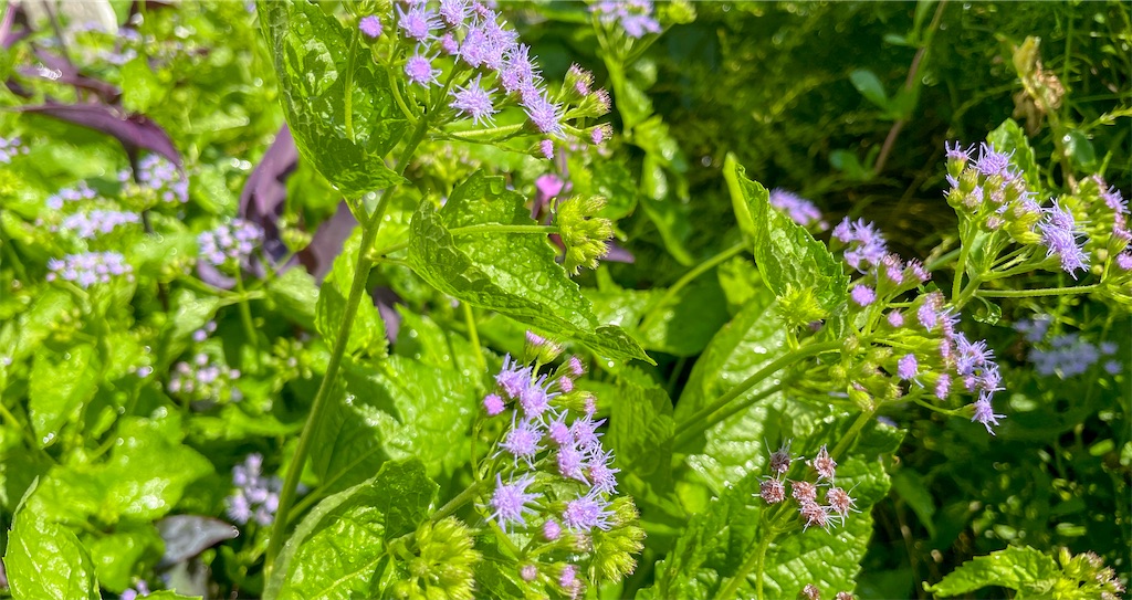 f:id:mlittle:20210827081829j:plain