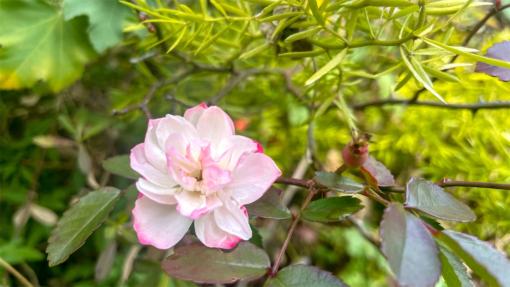 f:id:mlittle:20220217054544j:plain