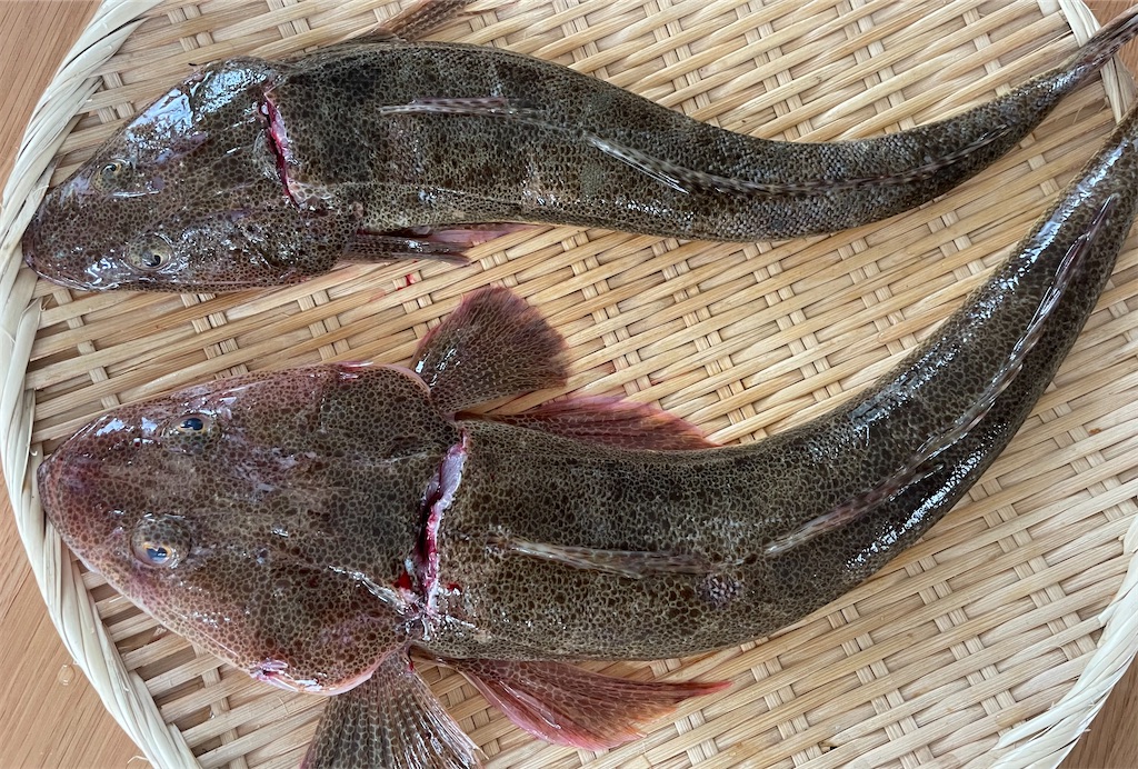 コチと落花生 ほんの少し