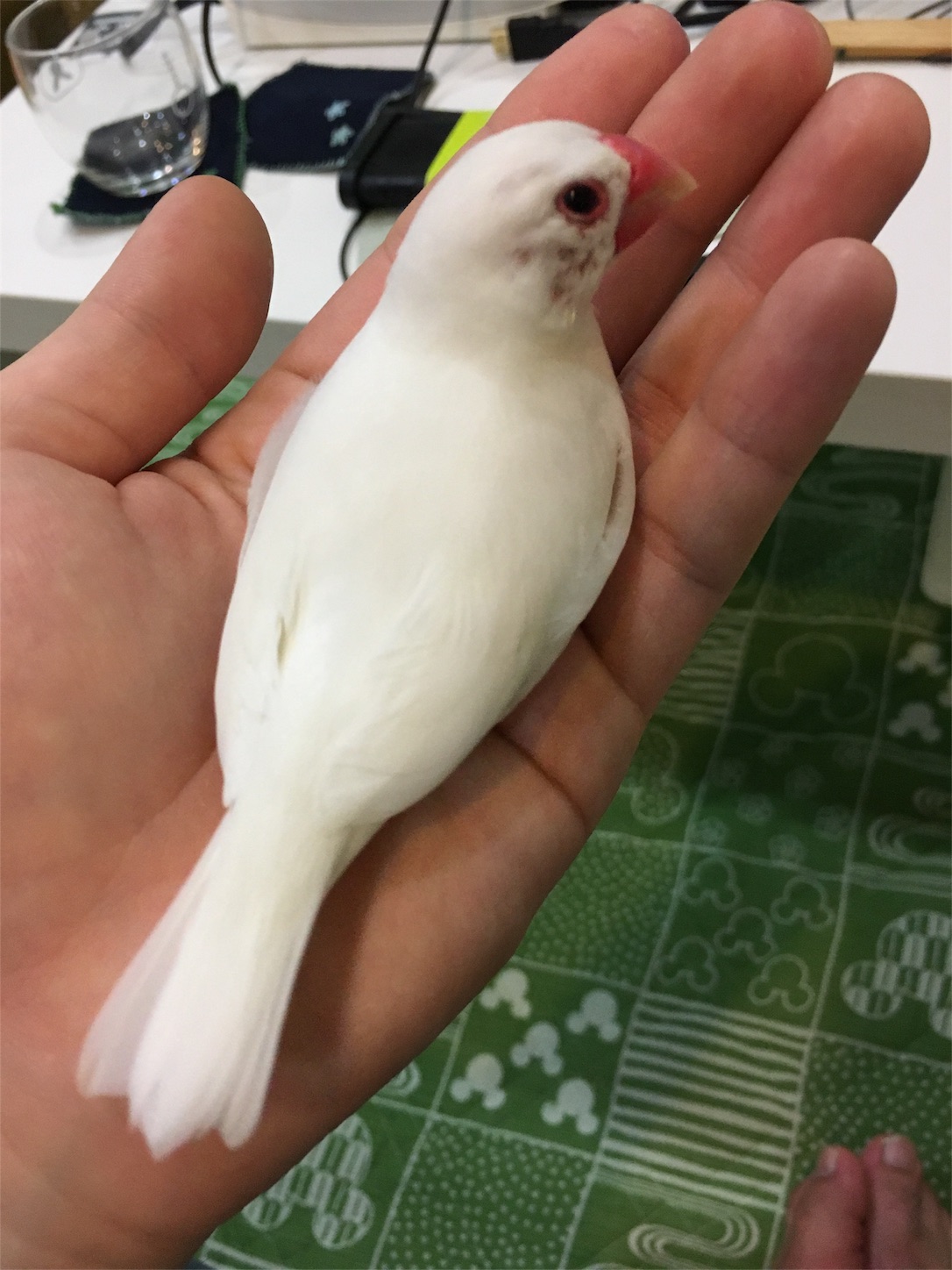 f:id:mltokky:20170819234924j:image