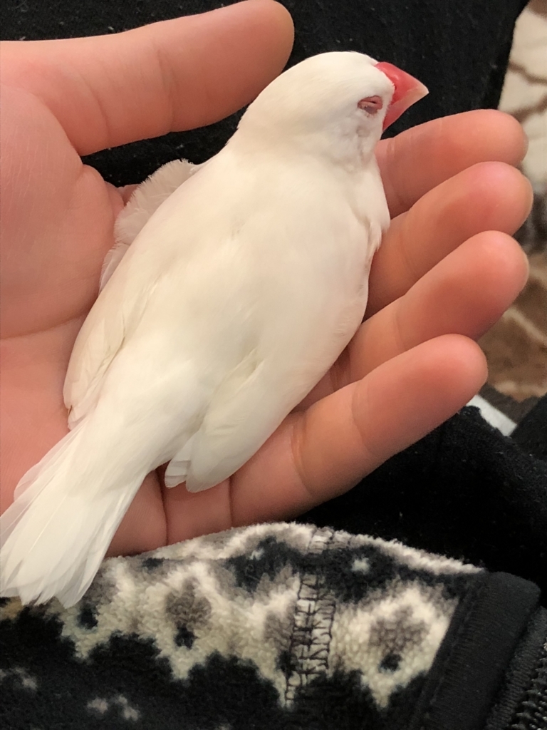 f:id:mltokky:20180101003951j:plain