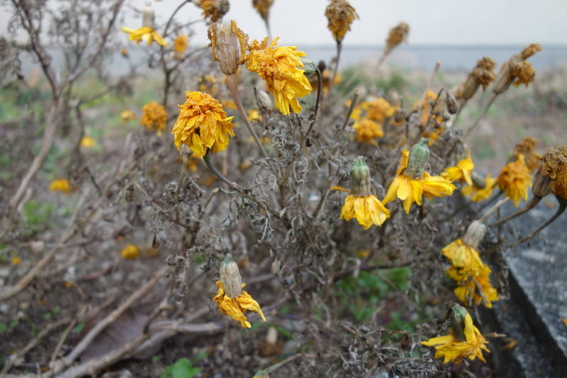 南関町郵便局前　花壇の枯れた花　2017年12月