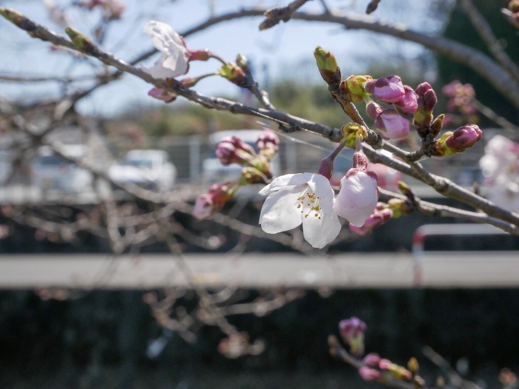 f:id:mm-nankanoffice:20200325195055j:plain f:id:mm-nankanoffice:20200325195055j:plain