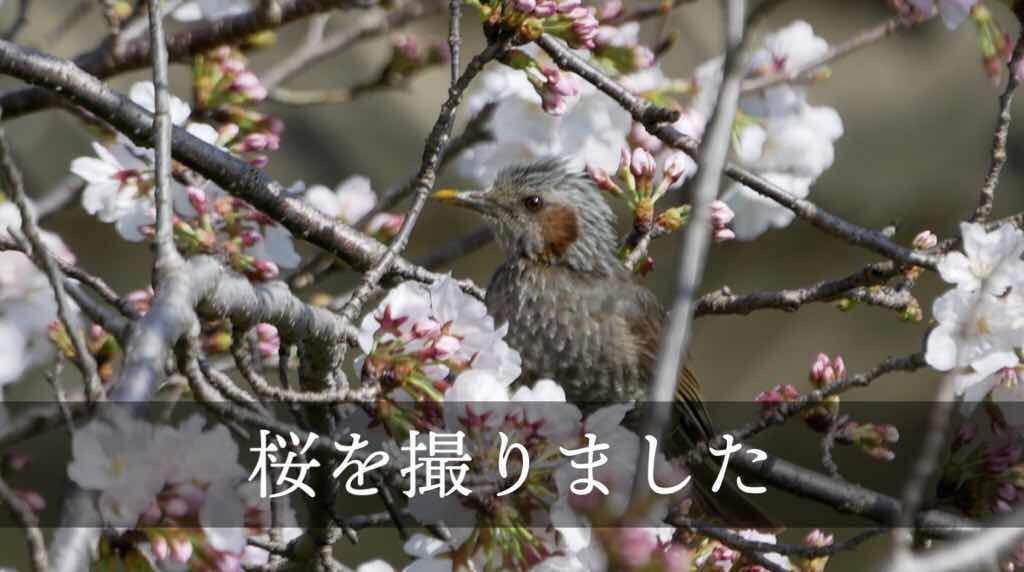 f:id:mm-nankanoffice:20200331064334j:image f:id:mm-nankanoffice:20200331064334j:image