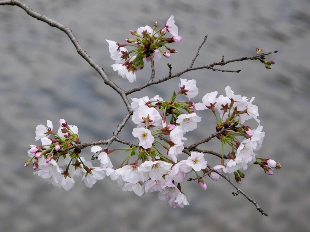 f:id:mm-nankanoffice:20200331064352j:image f:id:mm-nankanoffice:20200331064352j:image