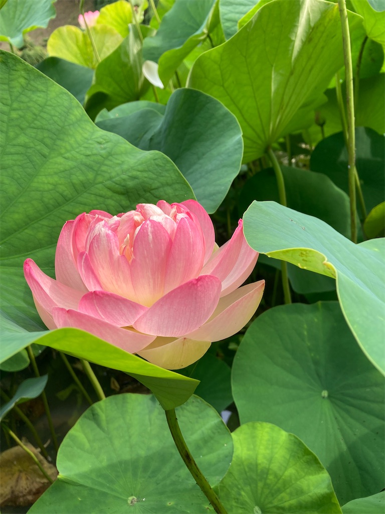 山ノ頭蓮園の蓮