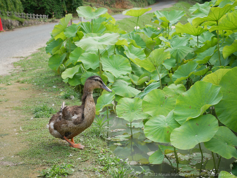 山ノ頭蓮園のカモ