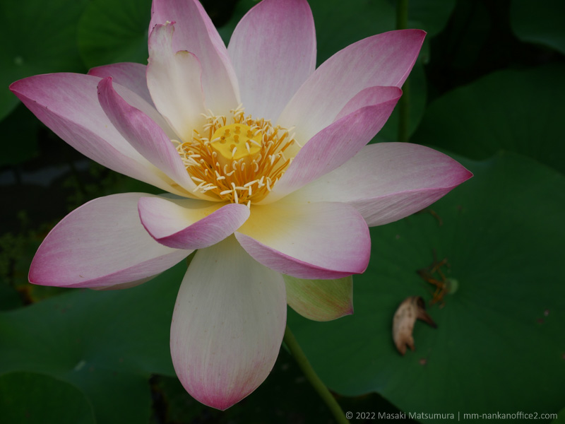 山ノ頭蓮園の蓮