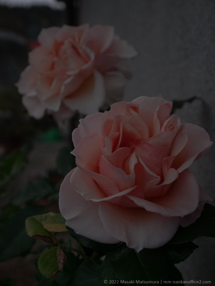 薄いピンクのバラの花2つの写真