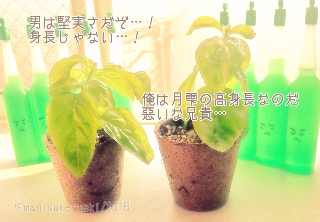 f:id:mm909:20170304030252j:plain f:id:mm909:20170304030252j:plain