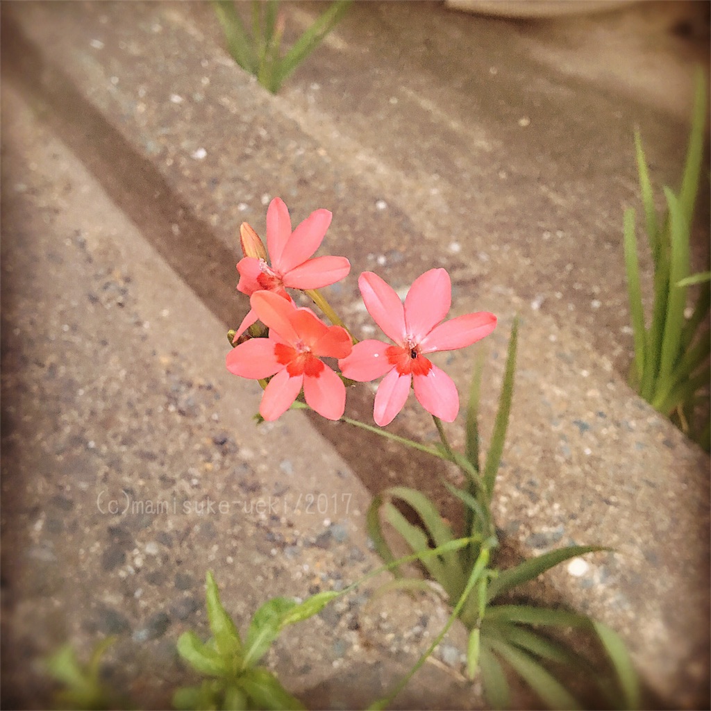 f:id:mm909:20170425022534j:image