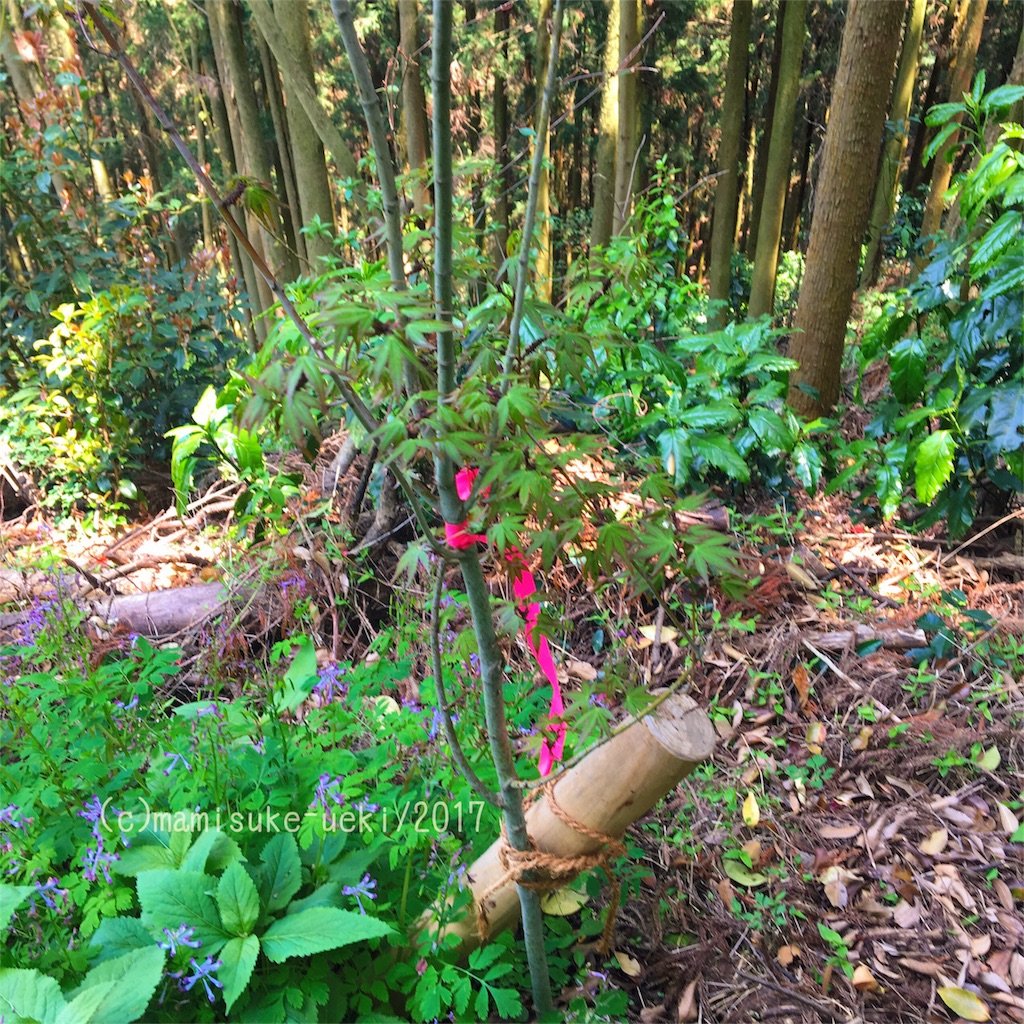 f:id:mm909:20170501200459j:image