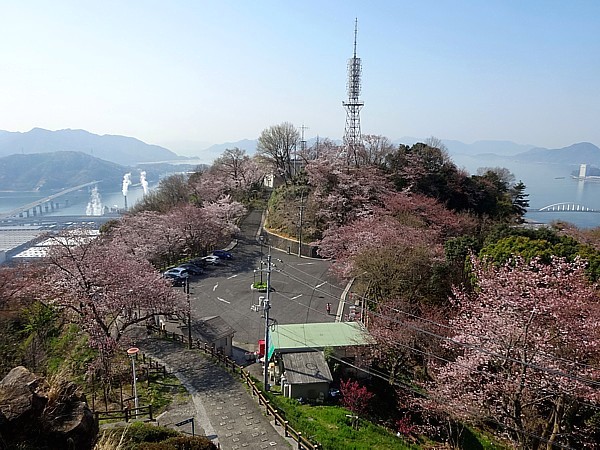 2017/04/04　黄金山の桜