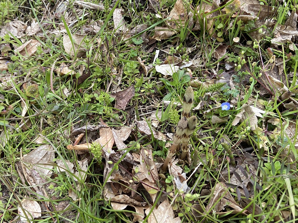 f:id:mm_gaa:20210404140234j:image