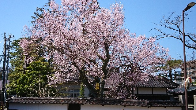 f:id:mmayamaya:20210127135434j:image