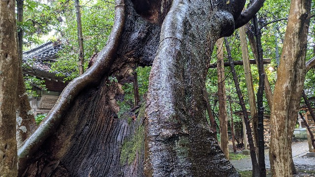 f:id:mmayamaya:20210425093548j:image