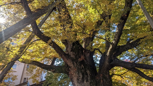 f:id:mmayamaya:20220810133105j:image