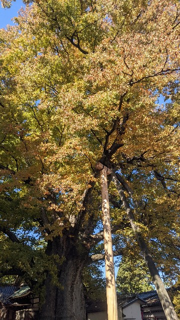 f:id:mmayamaya:20220810133126j:image