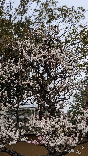 f:id:mmayamaya:20230405085716j:image