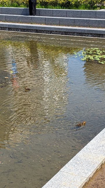 f:id:mmayamaya:20240510225722j:image