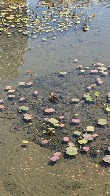 f:id:mmayamaya:20240510225736j:image