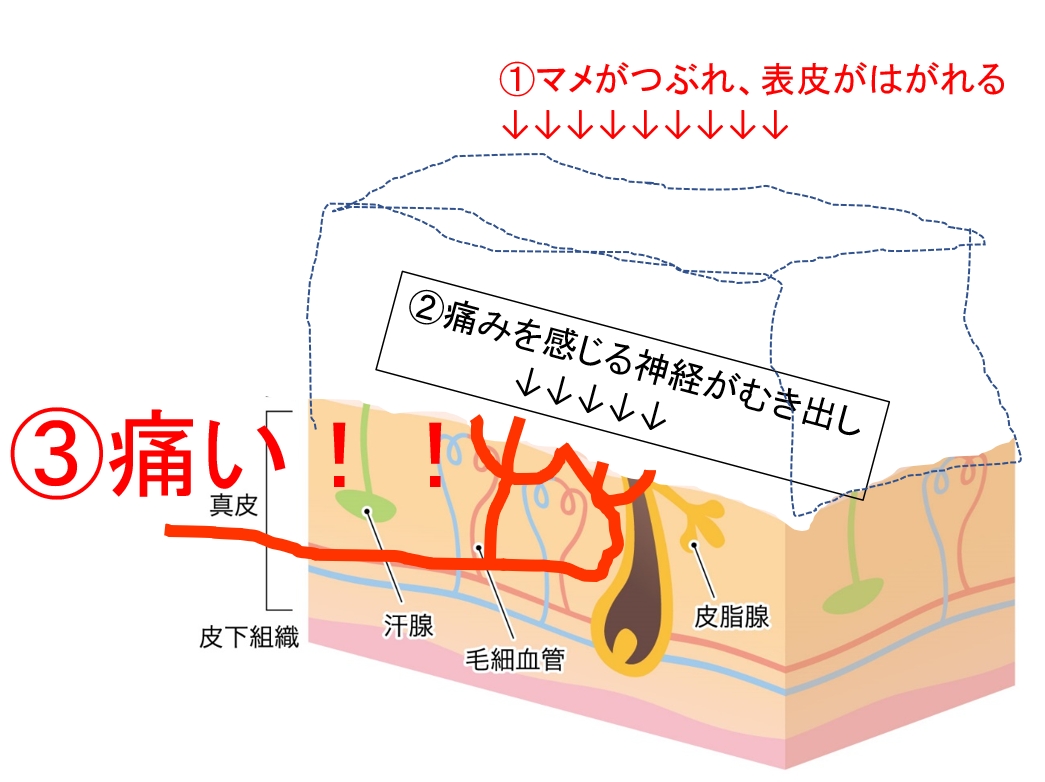 f:id:mmeito:20201225114439j:plain