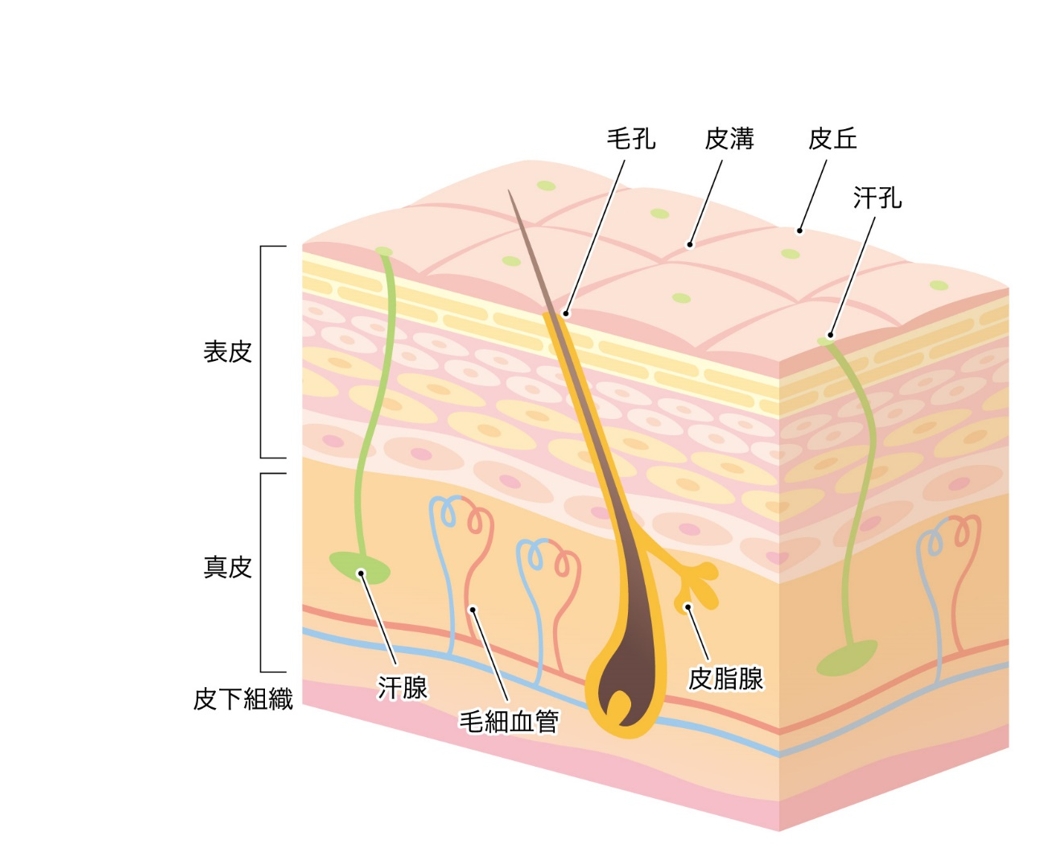 薬剤師が思う 野球でマメがつぶれた時 つぶさないための対処法 岡崎市周辺で野球がやりたくなるブログ