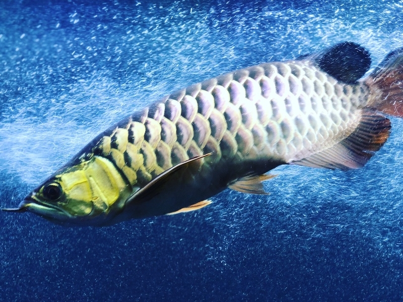 今のアロワナ 三重県 釣りバカ 山登りのブログ 三重北部発信