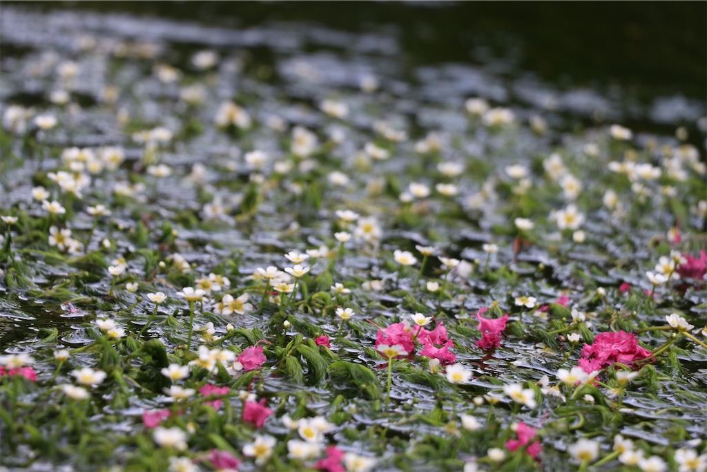 f:id:mminosan:20200814161535j:image