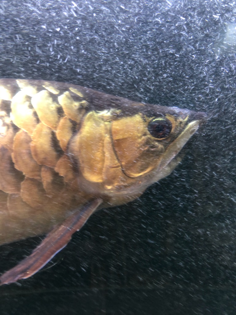 ９月８日 水替え１ ２ エラめくれからの回復 三重県 釣りバカ 山登りのブログ 三重北部発信