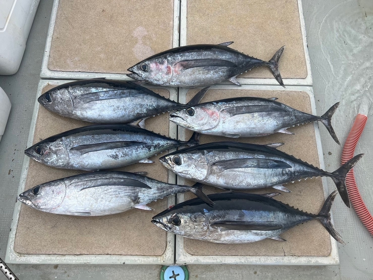 2月11日 尾鷲 キハダ＆トンボキャスティング - 三重県 釣り