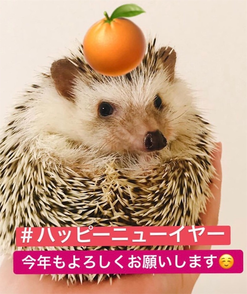 f:id:mmk232426:20190103213913j:image f:id:mmk232426:20190103213913j:image