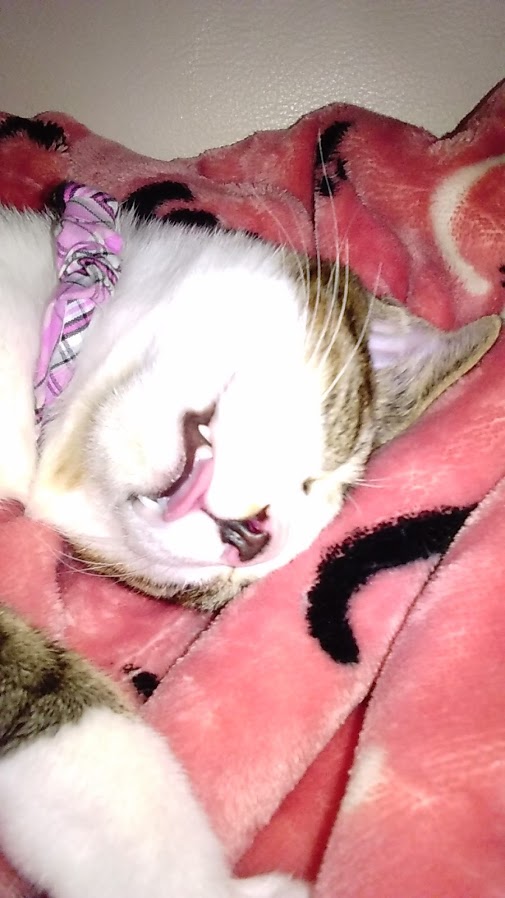 f:id:mmm-thatsfine:20161123212351j:plain f:id:mmm-thatsfine:20161123212351j:plain