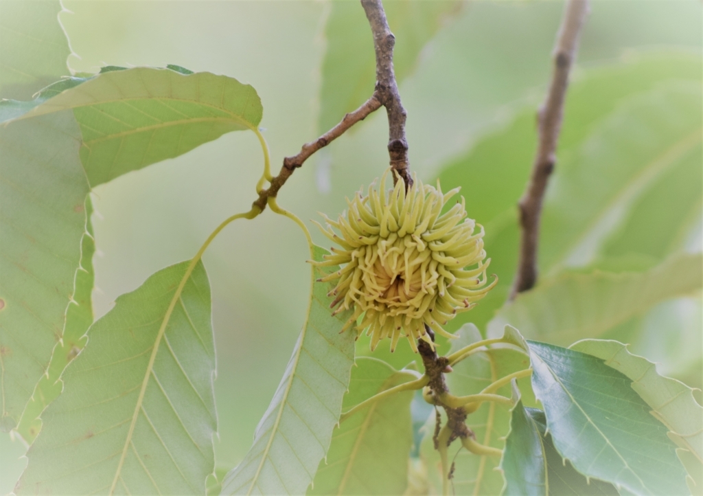 f:id:mmm-thatsfine:20170818231635j:plain