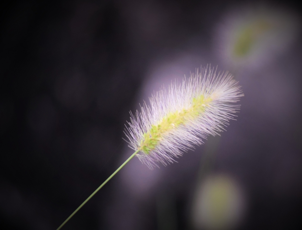 f:id:mmm-thatsfine:20170818231910j:plain