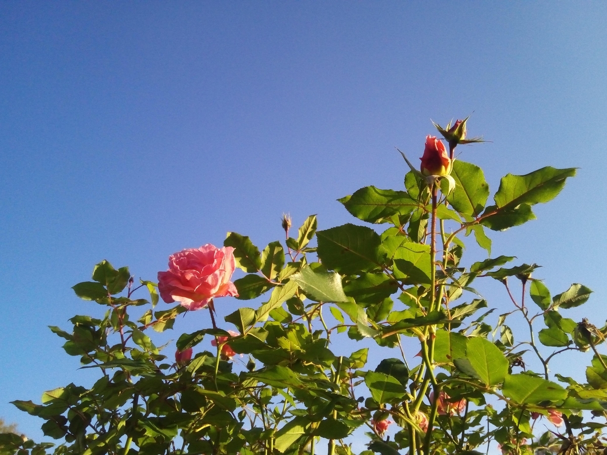 f:id:mmmatka:20190607202048j:plain f:id:mmmatka:20190607202048j:plain