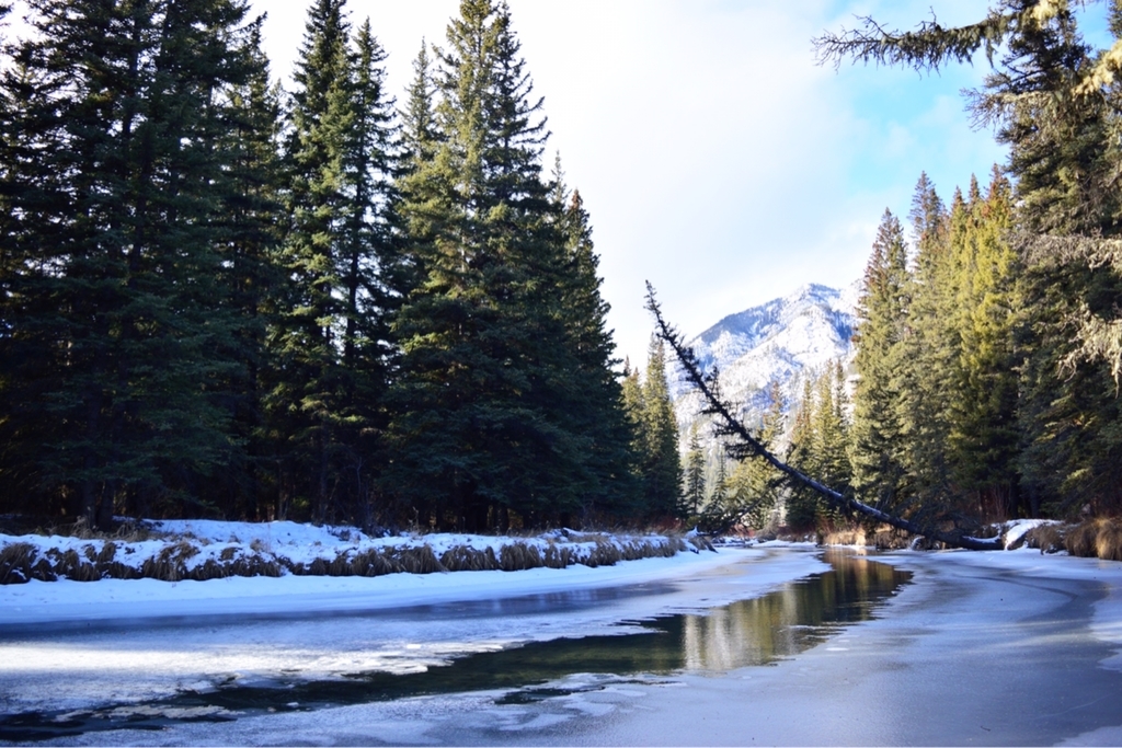 f:id:mmmihooo:20181222143145j:plain