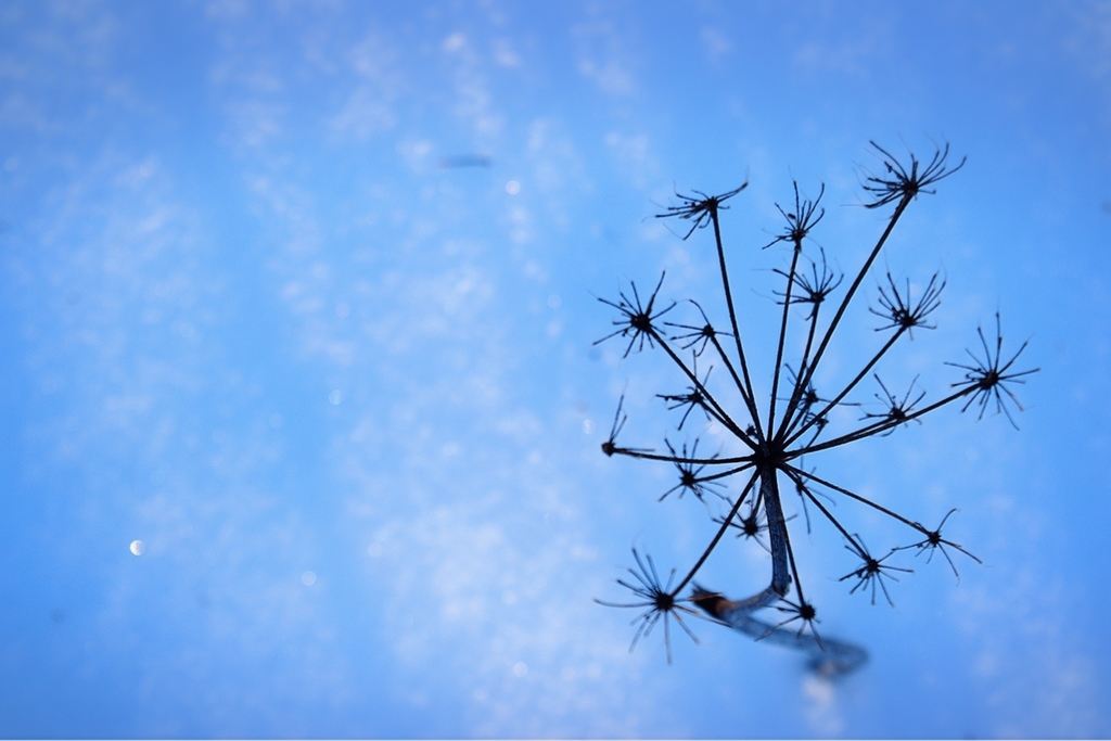 f:id:mmmihooo:20181222153139j:plain