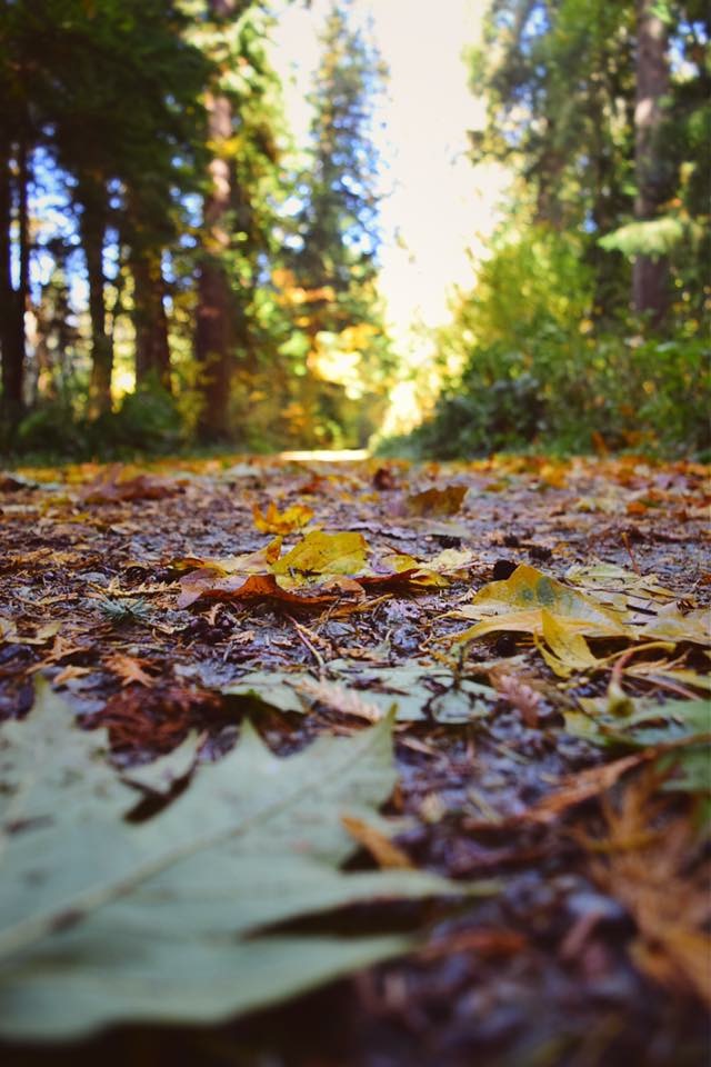 f:id:mmmihooo:20190116101054j:plain