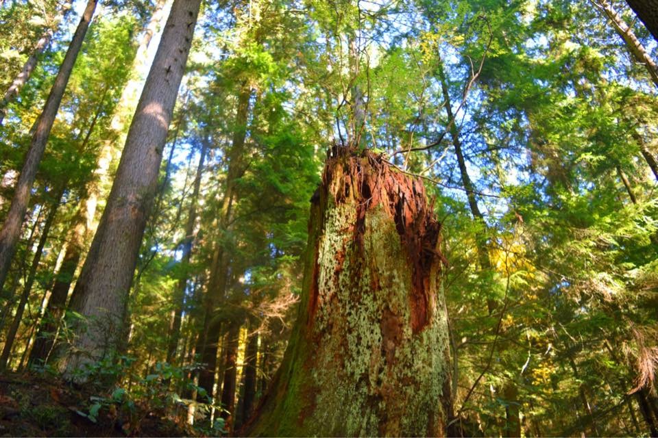 f:id:mmmihooo:20190121141546j:plain