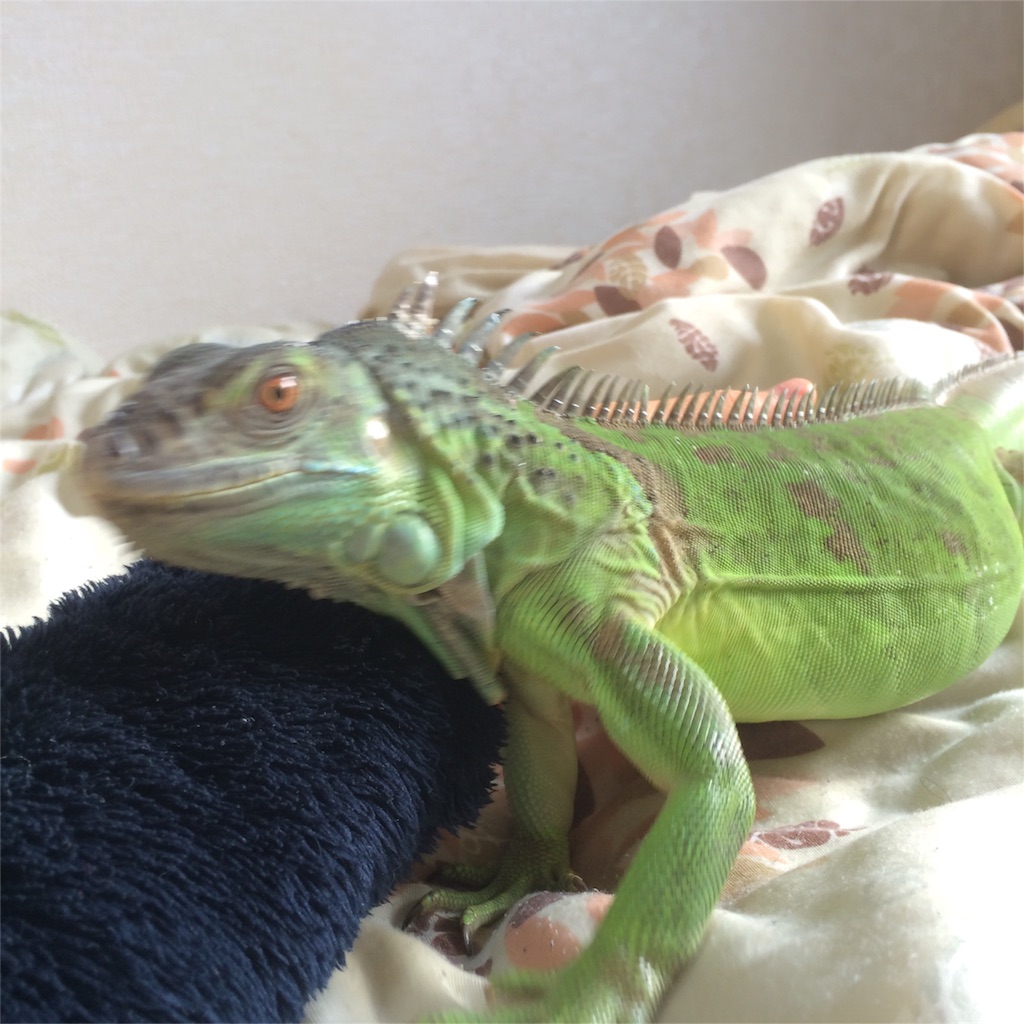 イグアナとolの日常