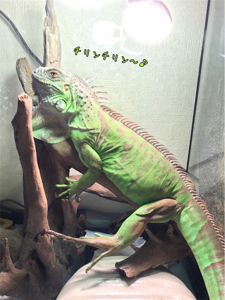 f:id:mmmissaa:20170625233429j:image