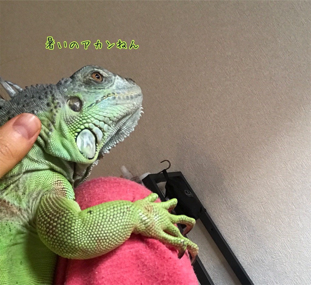 f:id:mmmissaa:20170720004218j:image
