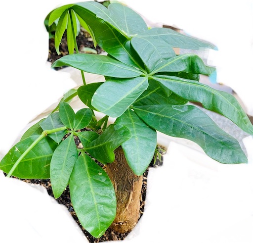 ダイソー 観葉植物 まーやんダイアリー ダイソー 観葉植物 まーやんダイアリー